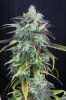 Pineapple Express Week 7 1.jpg