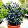 Container-Blueberry1.jpg
