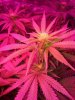 day 15 flower pic 12.jpg