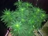 day 15 flower pic 14.jpg