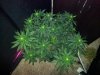 day 15 flower pic 25.jpg