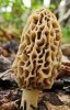 day 94 morel.jpg