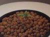 confidential cheese grow 003.jpg