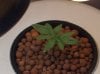 confidential cheese grow 006.jpg