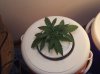 my grow #2 002.jpg