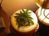 my grow #2 008.jpg