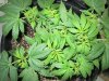 weeds2012 728.jpg