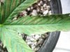 weeds2012 766.jpg