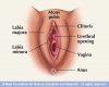 cancer-of-the-clitoris-2419_0.jpg