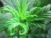 weeds2012 916.jpg