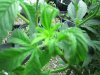 weeds2012 919.jpg