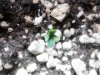 weeds2012 875.jpg