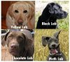 Labs....jpg