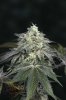 Ripped Bubba #3 @ day 57-3.jpg