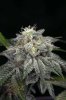 Ripped Bubba #3 @ day 57-10.jpg