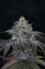 Ripped Bubba #3 @ day 57-13.jpg