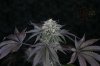 Ripped Bubba #3 day 63-1.jpg