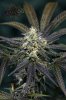 Ripped Bubba #1 @ 59 days-5.jpg