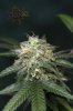 Ripped Bubba #1 @ 59 days-9.jpg