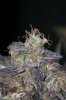 Ripped Bubba #1 @ 59 days-11.jpg