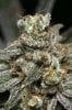 Ripped Bubba #4 @ 64 days-6.jpg