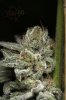 Ripped Bubba #4 @ 64 days-15.jpg