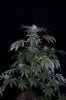 Ripped Bubba #8 @ 59 days-1.jpg