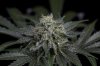 Ripped Bubba #8 @ 59 days-3.jpg