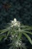 Ripped Bubba #9 @ day 57-3.jpg