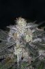 Ripped Bubba #9 @ day 57-8.jpg