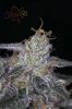 Ripped Bubba #9 @ day 57-9.jpg