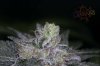 Ripped Bubba #9 @ day 57-13.jpg