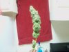 100_0140.jpg