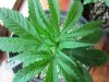 weeds2012 1069.jpg