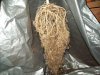 Roots.jpg