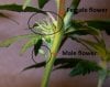 hermaphrodite-cannabis-300x239.jpg