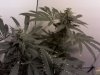 sveva skunk 6 weeks.jpg