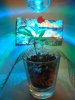 Bigsbys stealth grow Rootball 009.jpg