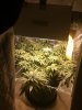 Crush Scrog wide.jpg