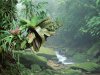 Bromeliads,%20Bocaina%20National%20Park,%20Atlantic%20Rainforest,%20Brazil.jpg