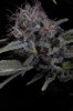 Ace of Spades 4 Week 6.jpg