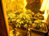 PIneapple Express girls 001.jpg