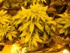 PIneapple Express girls 002.jpg