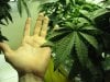 My hand and plant leaf.jpg