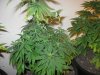 Aurora Indica Day 18 Flower.jpg