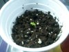 LH1 Sprout Day 3.jpg