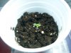 LH3 Sprout Day 3.jpg