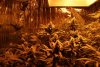 flowering day33-2.jpg