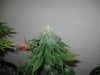 AK48 (Day 36 Flower).jpg