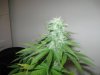 NL (Day 36 Flower).jpg